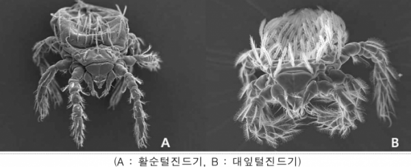 ▲쯔쯔가무시증 주요 매개체인 털진드기. (사진제공=질병관리청)