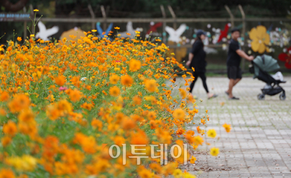 ▲낮과 밤의 길이가 같아지는 절기상 '추분(秋分)'인 22일 경기도 고양 일산호수공원에서 활짝 핀 코스모스 사이로 시민들이 주말 나들이를 즐기고 있다. 기상청은 전국이 대체로 맑고 일교차가 큰 평년과 비슷한 가을 날씨가 본격적으로 시작될 것으로 예보했다. 고이란 기자 photoeran@