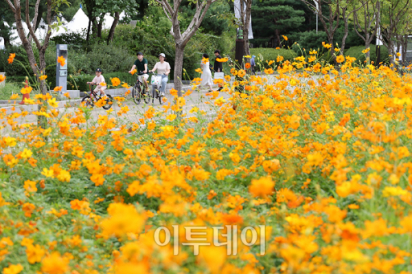 ▲낮과 밤의 길이가 같아지는 절기상 '추분(秋分)'인 22일 경기도 고양 일산호수공원에서 활짝 핀 코스모스 사이로 시민들이 주말 나들이를 즐기고 있다. 기상청은 전국이 대체로 맑고 일교차가 큰 평년과 비슷한 가을 날씨가 본격적으로 시작될 것으로 예보했다. 고이란 기자 photoeran@