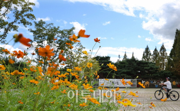 ▲낮과 밤의 길이가 같아지는 절기상 '추분(秋分)'인 22일 경기도 고양 일산호수공원에서 활짝 핀 코스모스 사이로 한 어린이가 주말 나들이를 즐기고 있다. 기상청은 전국이 대체로 맑고 일교차가 큰 평년과 비슷한 가을 날씨가 본격적으로 시작될 것으로 예보했다. 고이란 기자 photoeran@