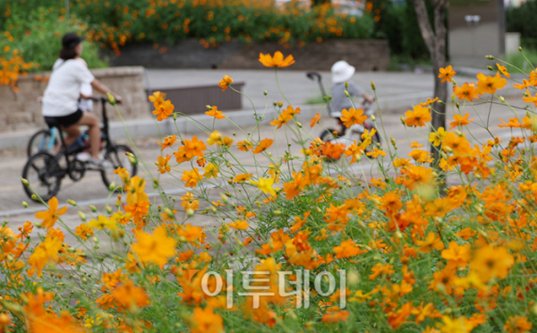 ▲낮과 밤의 길이가 같아지는 절기상 '추분(秋分)'인 22일 경기도 고양 일산호수공원에서 활짝 핀 코스모스 사이로 시민들이 주말 나들이를 즐기고 있다. 기상청은 전국이 대체로 맑고 일교차가 큰 평년과 비슷한 가을 날씨가 본격적으로 시작될 것으로 예보했다. 고이란 기자 photoeran@