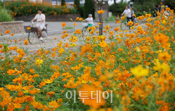 ▲낮과 밤의 길이가 같아지는 절기상 '추분(秋分)'인 22일 경기도 고양 일산호수공원에서 활짝 핀 코스모스 사이로 시민들이 주말 나들이를 즐기고 있다. 기상청은 전국이 대체로 맑고 일교차가 큰 평년과 비슷한 가을 날씨가 본격적으로 시작될 것으로 예보했다. 고이란 기자 photoeran@