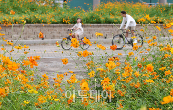 ▲낮과 밤의 길이가 같아지는 절기상 '추분(秋分)'인 22일 경기도 고양 일산호수공원에서 활짝 핀 코스모스 사이로 시민들이 주말 나들이를 즐기고 있다. 기상청은 전국이 대체로 맑고 일교차가 큰 평년과 비슷한 가을 날씨가 본격적으로 시작될 것으로 예보했다. 고이란 기자 photoeran@