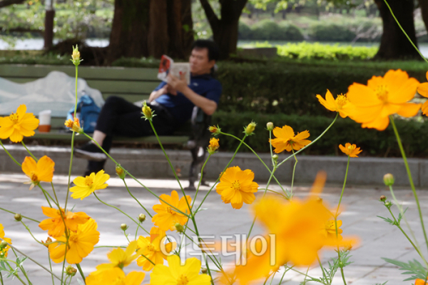 ▲낮과 밤의 길이가 같아지는 절기상 '추분(秋分)'인 22일 경기도 고양 일산호수공원에서 활짝 핀 코스모스 사이로 한 시민이 주말 나들이를 즐기고 있다. 기상청은 전국이 대체로 맑고 일교차가 큰 평년과 비슷한 가을 날씨가 본격적으로 시작될 것으로 예보했다. 고이란 기자 photoeran@