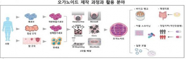 ▲오가노이드 제작 과정과 활용 분야 (자료제공=산업통상자원부)