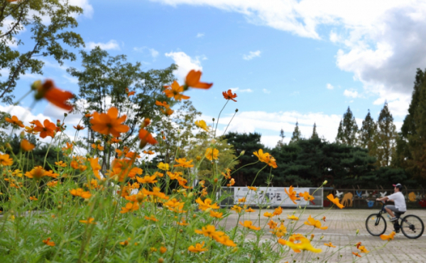 ▲낮과 밤의 길이가 같아지는 절기상 '추분(秋分)'인 22일 경기도 고양 일산호수공원에서 활짝 핀 코스모스 사이로 한 어린이가 주말 나들이를 즐기고 있다. 기상청은 전국이 대체로 맑고 일교차가 큰 평년과 비슷한 가을 날씨가 본격적으로 시작될 것으로 예보했다. (고이란 기자 photoeran@)