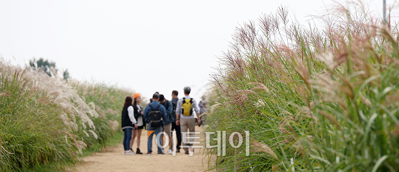 ▲절기상 한로(寒露)를 하루 앞둔 7일 서울 마포구 하늘공원을 찾은 시민들이 억새밭을 거닐며 가을을 만끽하고 있다. 고이란 기자 photoeran@