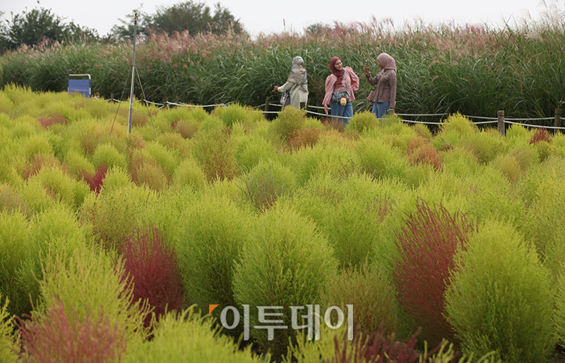 ▲절기상 한로(寒露)를 하루 앞둔 7일 서울 마포구 하늘공원을 찾은 관광객들이 댑싸리와 억새밭을 거닐며 가을을 만끽하고 있다. 고이란 기자 photoeran@