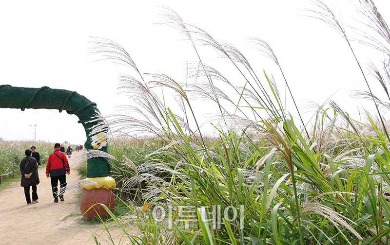 ▲절기상 한로(寒露)를 하루 앞둔 7일 서울 마포구 하늘공원을 찾은 시민들이 억새밭을 거닐며 가을을 만끽하고 있다. 고이란 기자 photoeran@