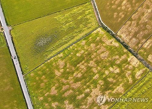 ▲지난 2일 전남 보성군 간척지에서 벼멸구 피해를 본 벼가 누렇게 변하고 있다. (연합뉴스)