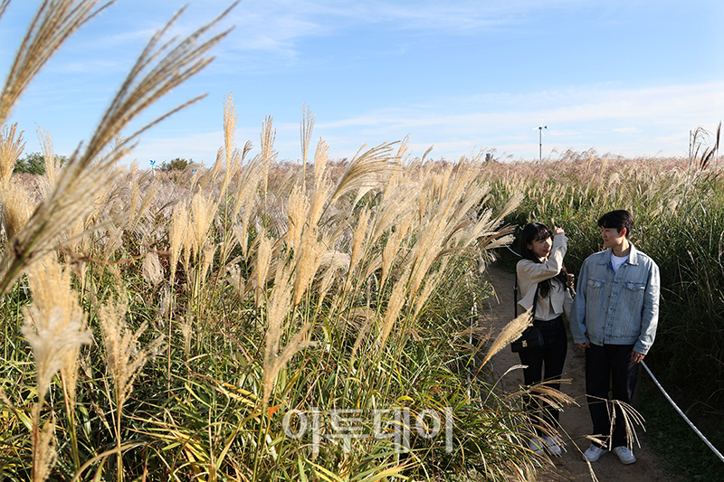 ▲20일 서울 마포구 상암동 하늘공원에서 제23회 서울억새축제를 찾은 시민들이 가을 산책을 하고 있다. '억새 바람을 품다'를 주제로 25일까지 열리는 이번 축제에는 음악과 함께 레이저 조명으로 억새 야간 경관을 수놓는 '억새바람 라이팅쇼'를 비롯해 소원바위, 바람길 등 소원을 적고 걸 수 있는 '바람존'과 억새 경관과 함께 어우러지는 바람풍선, 억새 사인물 그네 등의 '억새바람 포토존' 등을 운영한다. 고이란 기자 photoeran@