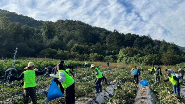 ▲농협물류 임직원들이 2일 강원도 홍천군 북방면 폭우 피해농가를 찾아 수해복구 일손돕기를 하고 있다. (사진제공=농협물류)