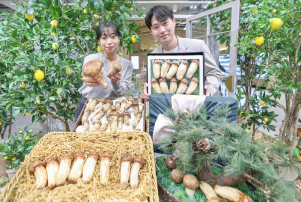 ▲3일 오전 서울 강남구에 위치한 현대백화점 압구정본점 식품관에서 직원들이 올해 첫 수확한 자연송이를 소개하고 있다. (사진제공=현대백화점그룹)