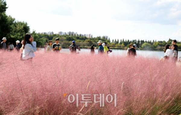 ▲개천절 휴일을 맞은 3일 경기도 고양 일산호수공원에서 시민들이 2024 고양가을꽃축제를 즐기고 있다. 13일까지 열리는 이번 축제는 일산호수공원 주제광장과 고양꽃전시관 앞에서 무료로 가을꽃을 관람할 수 있다. 고이란 기자 photoeran@