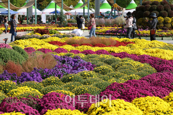 ▲개천절 휴일을 맞은 3일 경기도 고양 일산호수공원에서 시민들이 2024 고양가을꽃축제를 즐기고 있다. 13일까지 열리는 이번 축제는 일산호수공원 주제광장과 고양꽃전시관 앞에서 무료로 가을꽃을 관람할 수 있다. 고이란 기자 photoeran@