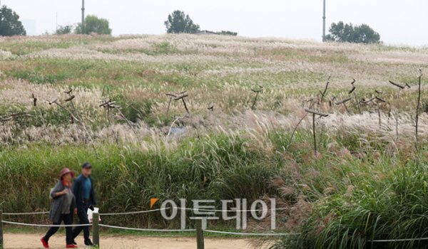 ▲절기상 한로(寒露)를 하루 앞둔 7일 서울 마포구 하늘공원을 찾은 시민들이 억새밭을 거닐며 가을을 만끽하고 있다. 고이란 기자 photoeran@