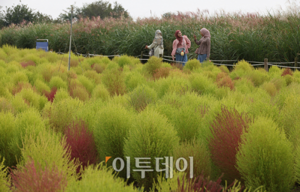 ▲절기상 한로(寒露)를 하루 앞둔 7일 서울 마포구 하늘공원을 찾은 관광객들이 댑싸리와 억새밭을 거닐며 가을을 만끽하고 있다. 고이란 기자 photoeran@