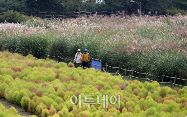 ▲절기상 한로(寒露)를 하루 앞둔 7일 서울 마포구 하늘공원을 찾은 시민들이 댑싸리와 억새밭을 거닐며 가을을 만끽하고 있다. 고이란 기자 photoeran@