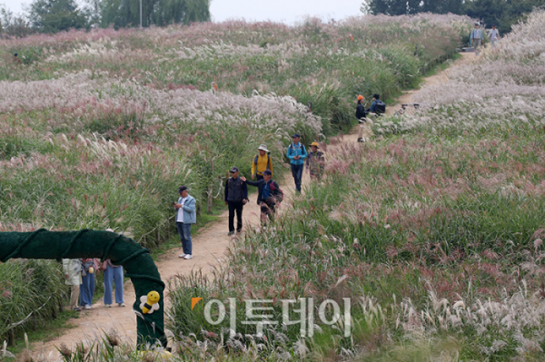 ▲서울 마포구 하늘공원을 찾은 시민들이 억새밭을 거닐며 가을을 만끽하고 있다. 고이란 기자 photoeran@