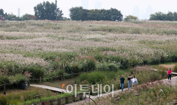 ▲절기상 한로(寒露)를 하루 앞둔 7일 서울 마포구 하늘공원을 찾은 관광객들이 억새밭을 거닐며 가을을 만끽하고 있다. 고이란 기자 photoeran@