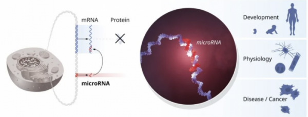 ▲miRNA가 mRNA와 결합해 유전자 발현에 관여하는 원리. miRNA 기술은 인간의 발달, 생리 과정, 암을 비롯한 질병 연구 분야에 획기적인 발견으로 꼽힌다. (사진제공=노벨 생리의학위원회(The Nobel Committee for Physiology or Medicine))