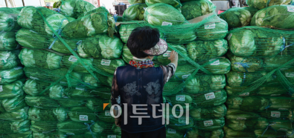 ▲한 포기에 9000원을 넘나드는 배추 가격이 이달 하순부터 하락할 전망이다. 9일 농림축산식품부와 한국농촌경제연구원 등에 따르면 올해 가을배추 생산량은 114만2000~117만2000톤으로 예상된다. 전년 대비 재배면적이 2.7% 감소하면서 생산량도 5.2~8.1% 줄어들 것으로 전망했다. 농식품부는 가을배추 생산량이 소폭 줄더라도 배추 가격은 하락할 것으로 내다봤다. 생산량이 수요량을 충족할 것으로 예측되기 때문이다. 가을배추도 충북 제천, 단양 등을 시작으로 출하가 시작되면 배추 가격 하락은 더욱 가속할 것으로 보인다. 이날 서울 송파구 가락농수산물종합도매시장에 국내산 배추가 쌓여있다. 조현호 기자 hyunho@