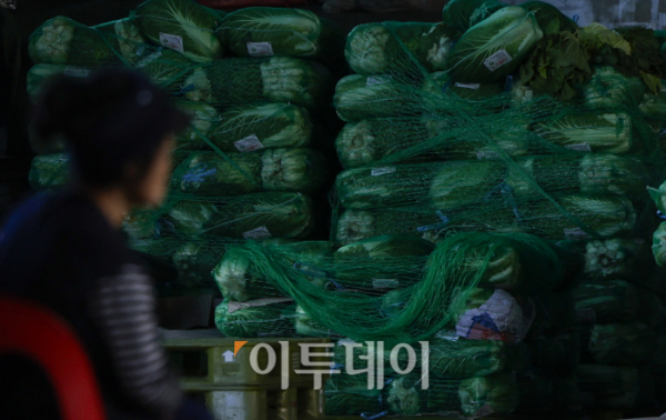 ▲한 포기에 9000원을 넘나드는 배추 가격이 이달 하순부터 하락할 전망이다. 9일 농림축산식품부와 한국농촌경제연구원 등에 따르면 올해 가을배추 생산량은 114만2000~117만2000톤으로 예상된다. 전년 대비 재배면적이 2.7% 감소하면서 생산량도 5.2~8.1% 줄어들 것으로 전망했다. 농식품부는 가을배추 생산량이 소폭 줄더라도 배추 가격은 하락할 것으로 내다봤다. 생산량이 수요량을 충족할 것으로 예측되기 때문이다. 가을배추도 충북 제천, 단양 등을 시작으로 출하가 시작되면 배추 가격 하락은 더욱 가속할 것으로 보인다. 이날 서울 송파구 가락농수산물종합도매시장에 국내산 배추가 쌓여있다. 조현호 기자 hyunho@