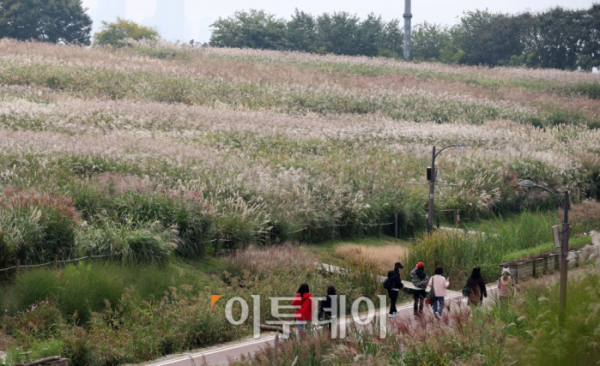 ▲서울 마포구 하늘공원을 찾은 시민들이 억새밭을 거닐며 가을을 만끽하고 있다. 고이란 기자 photoeran@ 