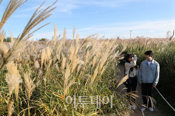 ▲20일 서울 마포구 상암동 하늘공원에서 제23회 서울억새축제를 찾은 시민들이 가을 산책을 하고 있다. '억새 바람을 품다'를 주제로 25일까지 열리는 이번 축제에는 음악과 함께 레이저 조명으로 억새 야간 경관을 수놓는 '억새바람 라이팅쇼'를 비롯해 소원바위, 바람길 등 소원을 적고 걸 수 있는 '바람존'과 억새 경관과 함께 어우러지는 바람풍선, 억새 사인물 그네 등의 '억새바람 포토존' 등을 운영한다. 고이란 기자 photoeran@