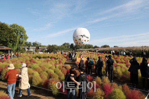 ▲20일 서울 마포구 상암동 하늘공원에서 제23회 서울억새축제를 찾은 시민들이 가을 산책을 하고 있다. '억새 바람을 품다'를 주제로 25일까지 열리는 이번 축제에는 음악과 함께 레이저 조명으로 억새 야간 경관을 수놓는 '억새바람 라이팅쇼'를 비롯해 소원바위, 바람길 등 소원을 적고 걸 수 있는 '바람존'과 억새 경관과 함께 어우러지는 바람풍선, 억새 사인물 그네 등의 '억새바람 포토존' 등을 운영한다. 고이란 기자 photoeran@