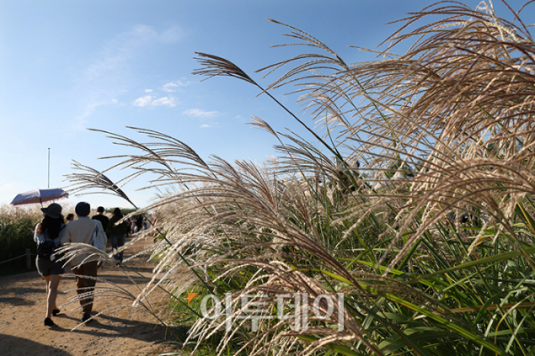 ▲20일 서울 마포구 상암동 하늘공원에서 제23회 서울억새축제를 찾은 시민들이 가을 산책을 하고 있다. '억새 바람을 품다'를 주제로 25일까지 열리는 이번 축제에는 음악과 함께 레이저 조명으로 억새 야간 경관을 수놓는 '억새바람 라이팅쇼'를 비롯해 소원바위, 바람길 등 소원을 적고 걸 수 있는 '바람존'과 억새 경관과 함께 어우러지는 바람풍선, 억새 사인물 그네 등의 '억새바람 포토존' 등을 운영한다. 고이란 기자 photoeran@