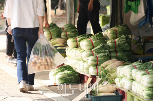 ▲김장철을 앞두고 배추 가격이 오르는 가운데 16일 경기도 부천 삼산농산물 도매시장에 배추가 진열돼 있다. 시장에서 만난 한 상인은 "경매가로 배추 한 망에 2만5000원~3만원 정도, 소비자 가격으로는 한 포기에 6000원~7000원 정도 한다"며 "올 여름 폭염이 길어져 비쌌지만 출하물량이 늘어 가격이 점점 내리고 있다"고 말했다. 또 다른 상인도 "추석에 한창 비쌀때는 1단에 1만7000원까지 올랐지만 지금은 만원에 팔고 있다. 서서히 가격은 내릴 것으로 본다"고 덧붙였다. 한국물가협회에 따르면 배추 수급 동향과 지난 20년간의 생활물가 조사 자료를 분석한 결과, 다음달 배추 소매가격이 포기당 평균 5300원을 기록해 11월 가격 기준으로 최고가를 기록, 작년 같은 달보다는 22.5% 상승할 것으로 전망된다. 고이란 기자 photoeran@  (이투데이DB)