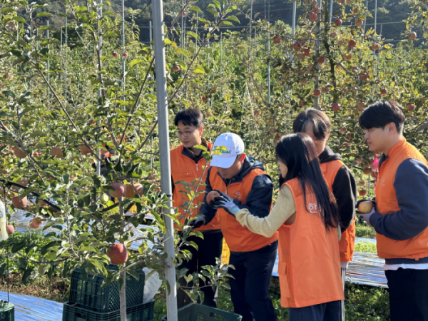 ▲25일 경기도 포천시 소재 사과 농가에서 한화 임직원들이 사과를 수확하고 있다. (사진제공=농협중앙회)