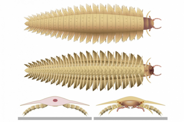 ▲'르트로플레우라’(Arthropleura)로 이름 지어진 약 3억 년 전 거대 곤충의 추정 이미지. 몸 길이만 2.6m에 달하고 무게는 50kg 안팎이었다.  (출처 APSNS)