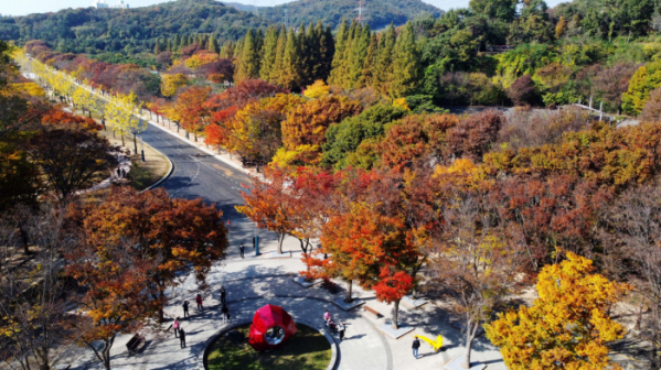 ▲완연한 가을 날씨를 보인 31일 인천 남동구 인천대공원에 울긋불긋 물들어가는 단풍이 깊어가는 계절의 정취를 전하고 있다. 올해는 긴 늦더위와 변덕스러운 날씨가 이어지며 예년보다 단풍 절정 시기가 늦어졌다. 신태현 기자 holjjak@