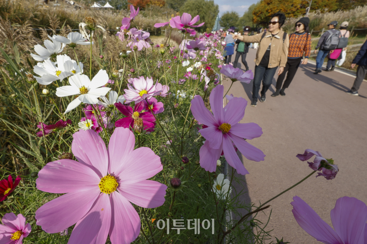 ▲완연한 가을 날씨를 보인 3일 서울 마포구 하늘공원을 찾은 시민들이 즐거운 시간을 보내고 있다. 조현호 기자 hyunho@