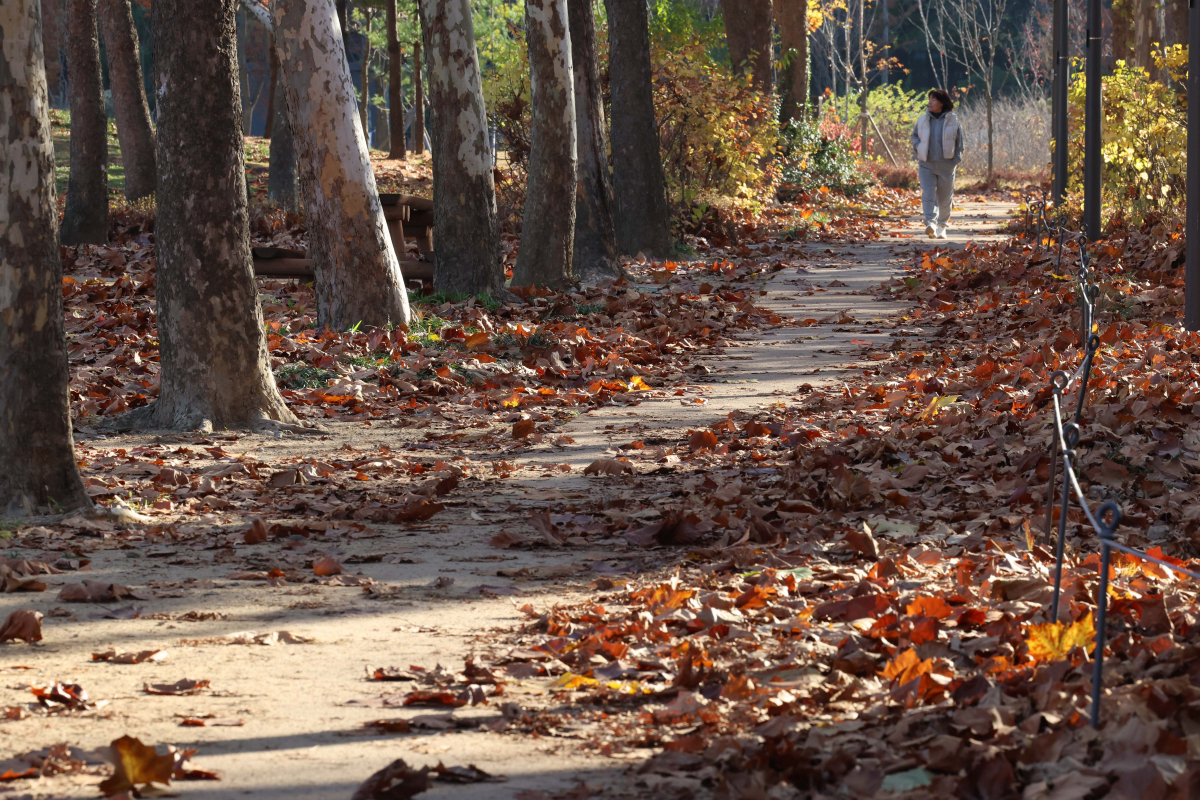 ▲첫 눈이 내린다는 절기상 소설(小雪)이자 가을의 끝자락에 접어든 22일 서울 동작구 보라매공원에 떨어진 낙엽이 만추의 정취를 전하고 있다. 신태현 기자 holjjak@