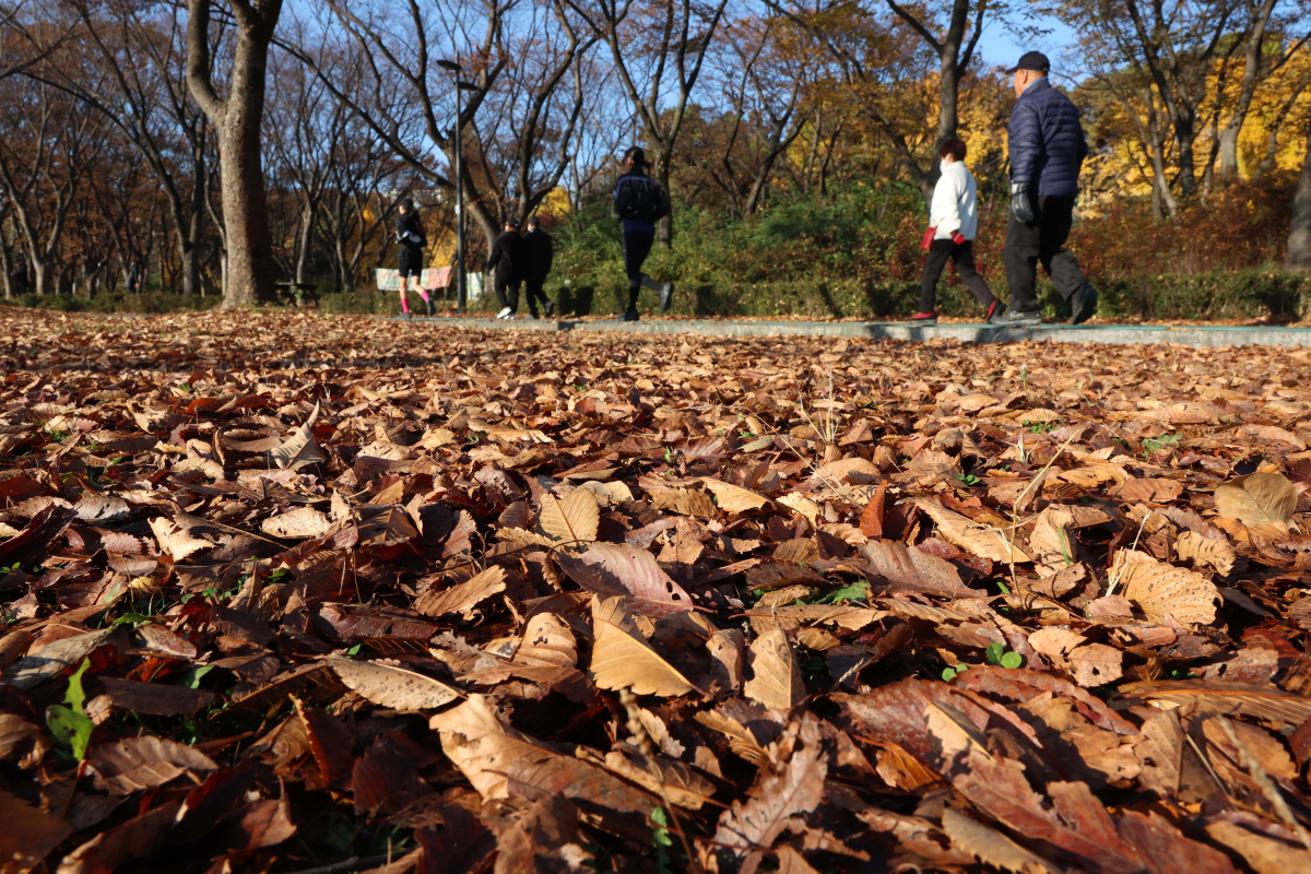 ▲첫 눈이 내린다는 절기상 소설(小雪)이자 가을의 끝자락에 접어든 22일 서울 동작구 보라매공원에 떨어진 낙엽이 만추의 정취를 전하고 있다. 신태현 기자 holjjak@