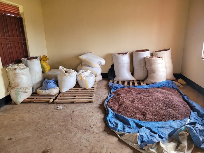 ▲이숭가 지역에서 상환 받은 콩. (엔젤스헤이븐 제공)