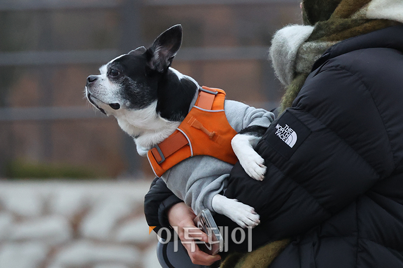 ▲2025년 을사년(乙巳年) 푸른 뱀의 해 첫날인 1일 서울 영등포구 양화 한강공원에서 반려견이 해돋이를 기다리고 있다. 고이란 기자 photoeran@