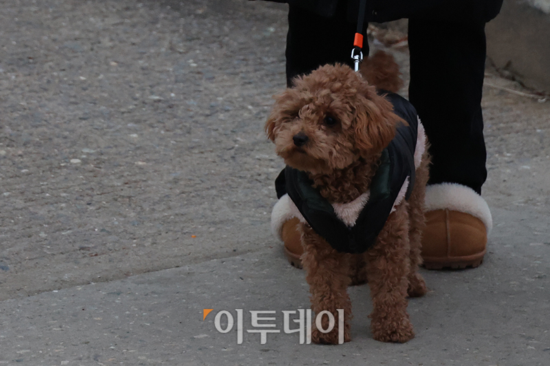 ▲2025년 을사년(乙巳年) 푸른 뱀의 해 첫날인 1일 서울 영등포구 양화 한강공원에서 반려견이 해돋이를 기다리고 있다. 고이란 기자 photoeran@