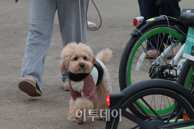 ▲2025년 을사년(乙巳年) 푸른 뱀의 해 첫날인 1일 서울 영등포구 양화 한강공원에서 반려견이 해돋이를 기다리고 있다. 고이란 기자 photoeran@