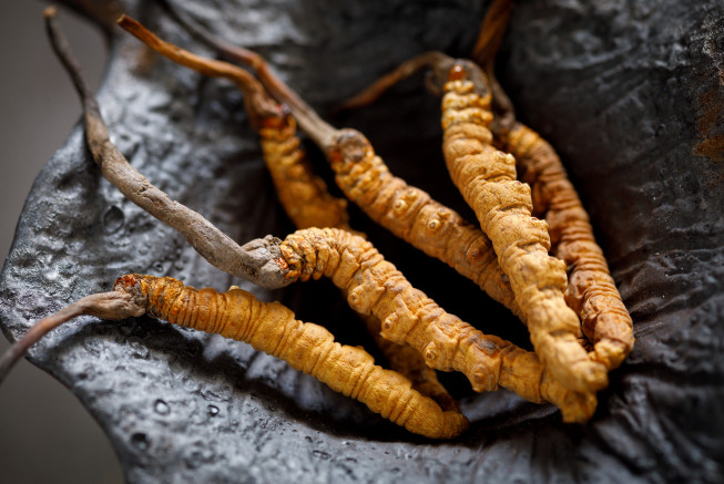 ▲동충하초. 게티이미지뱅크