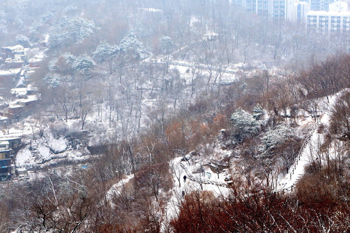 ▲절기상 소한(小寒)이자 서울을 비롯한 중부지방에 많은 눈이 내린 5일 서울 인왕산에 눈이 쌓여있다. 신태현 기자 holjjak@