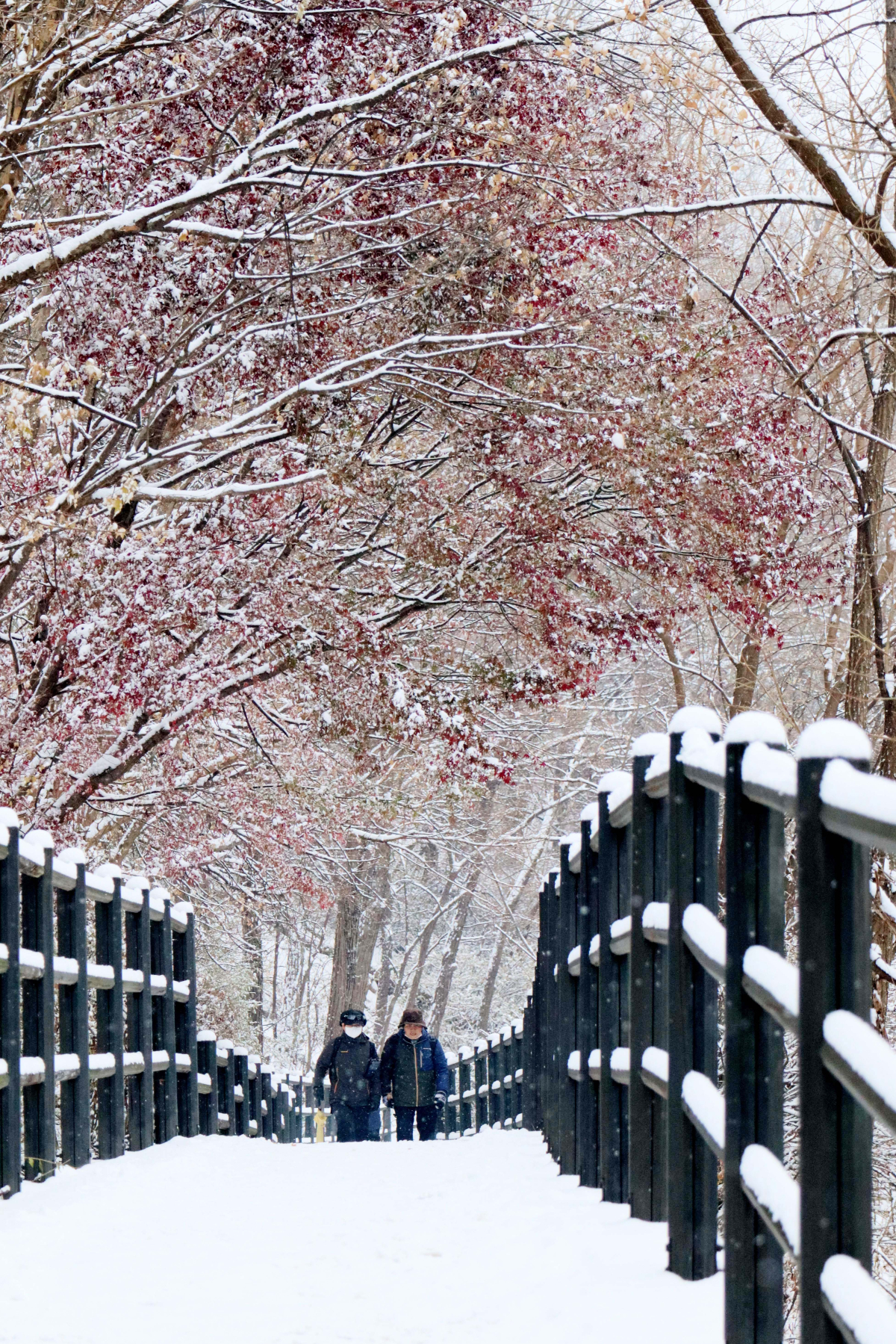 ▲절기상 소한(小寒)이자 서울을 비롯한 중부지방에 많은 눈이 내린 5일 서울 서대문구 안산에 눈이 쌓여있다. 신태현 기자 holjjak@