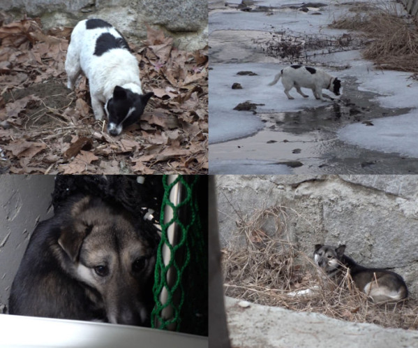 ▲'TV동물농장' (사진제공=SBS )