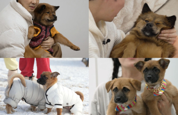 ▲'너희가 똥개를 아느냐'(사진제공=SBS )