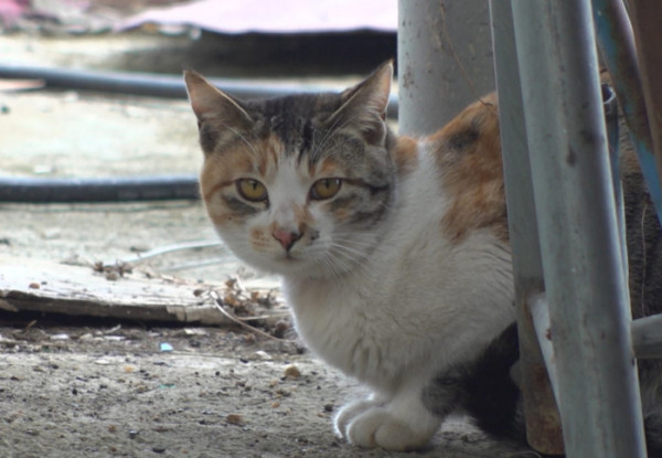 ▲'TV동물농장' (사진제공=SBS )