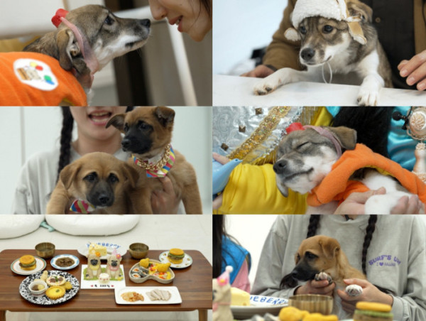 ▲'TV동물농장'(사진제공=SBS )