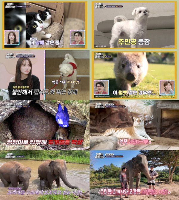 ▲'동물은 훌륭하다'(사진제공=KBS 2TV)